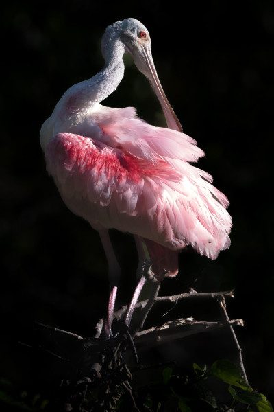 Roseate Spoonbill - Lowcountry photographer Lucy Rosen