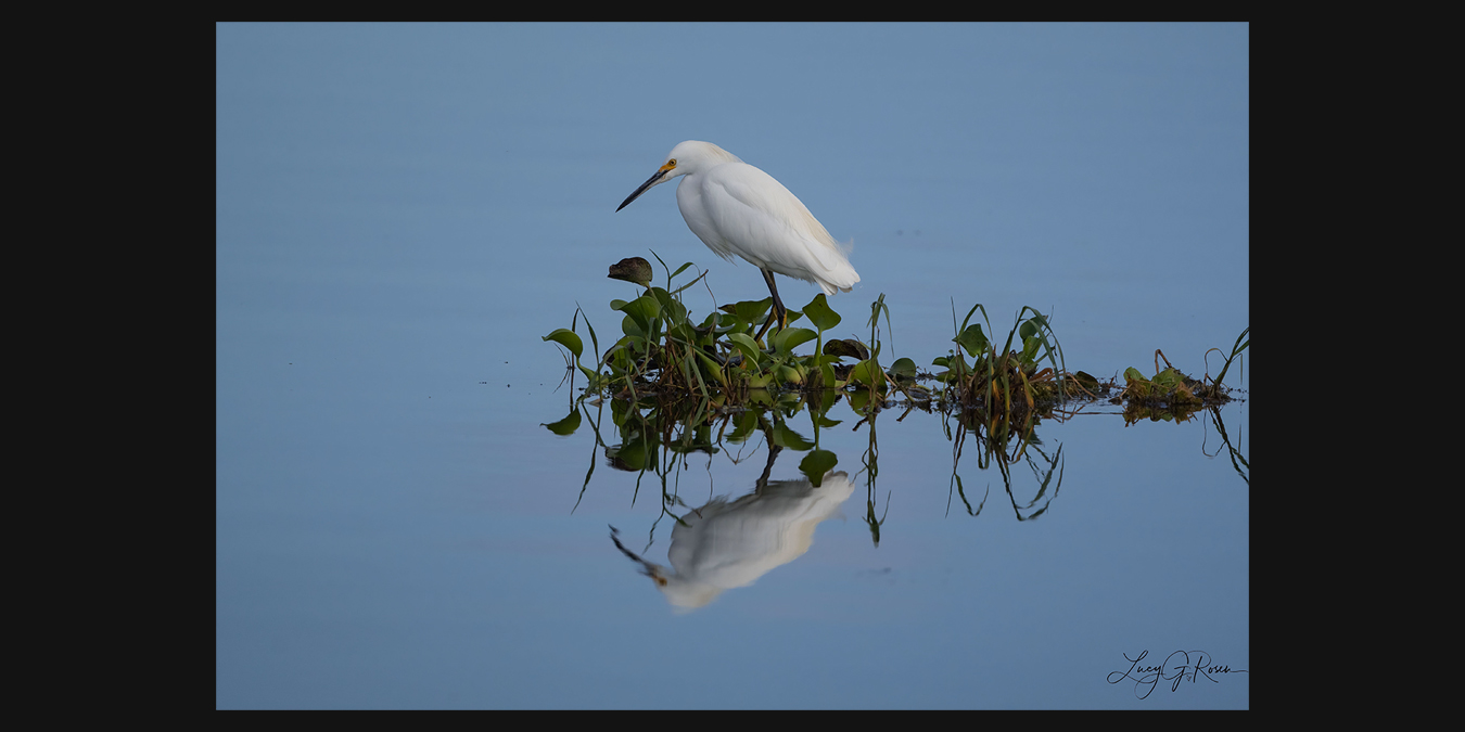Great-Egret-Fishing