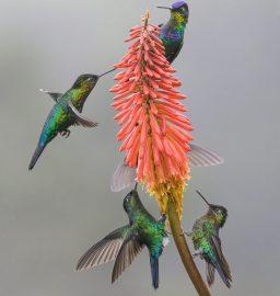 Feast in Flight